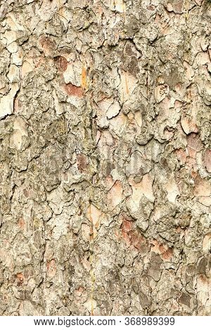 Close-up Of Bark. Old Spruce. Texture Spruce.  Spruce Bark.