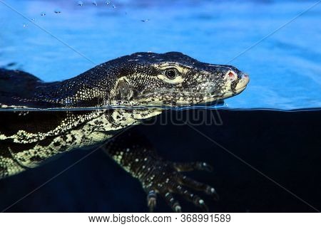 Varanus Salvator Or Water Monitor Swimming In Pond At The Zoo. Close Up