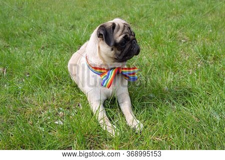 Dog On The Street With Rainbow Flag