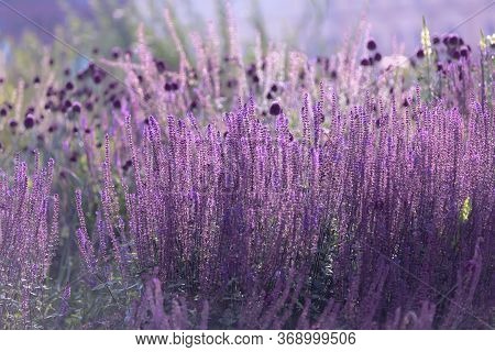 Violet Flowers On Thin Stems With A Solid Background Close To Each Other. Perovskia Atriplicifolia L
