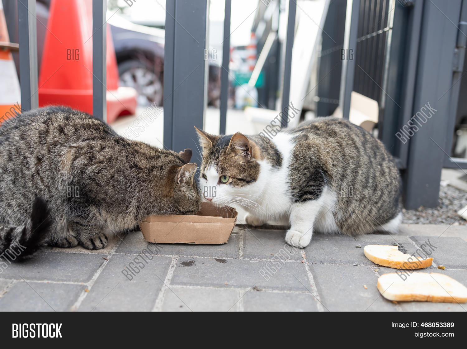 Stray Cats Eating On Image & Photo (Free Trial) Bigstock