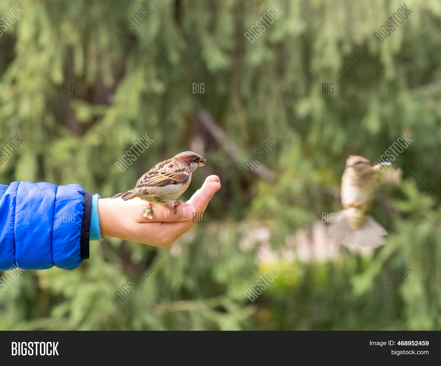 Boy Feeds Birds Seeds Image & Photo (Free Trial) Bigstock