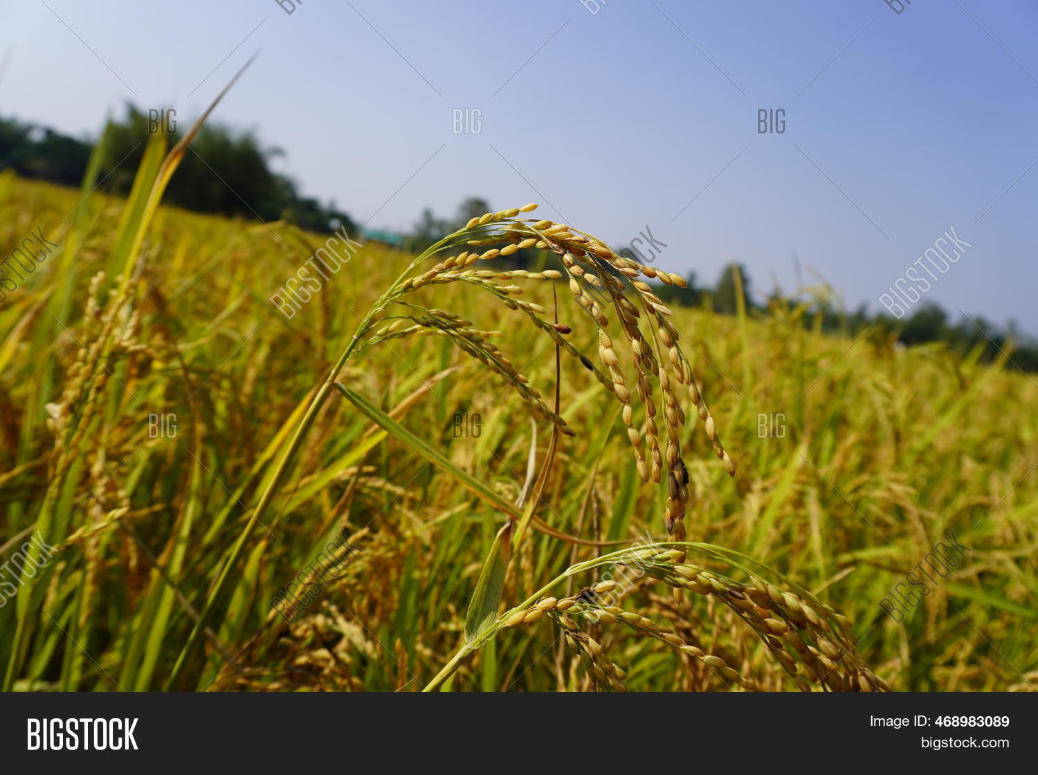 Closeup Yellow Paddy Image & Photo (Free Trial) | Bigstock