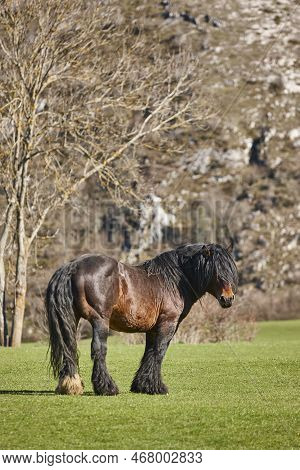 Horse In A Green Valley. Castilla Y Leon Landscape. Spain