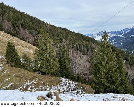 Late Autumn Atmosphe With The First Snow On The Mixed Trees In The Alpine Area Of The Alpstein Mount
