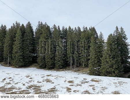 Late Autumn Atmosphe With The First Snow On The Mixed Trees In The Alpine Area Of The Alpstein Mount