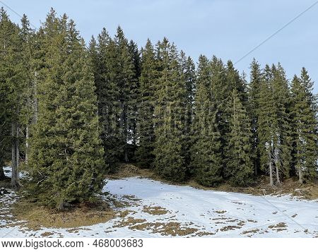 Late Autumn Atmosphe With The First Snow On The Mixed Trees In The Alpine Area Of The Alpstein Mount