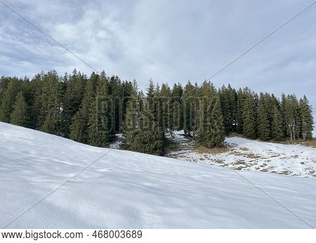 Late Autumn Atmosphe With The First Snow On The Mixed Trees In The Alpine Area Of The Alpstein Mount