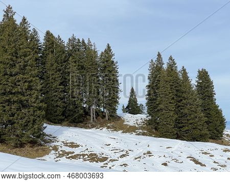 Late Autumn Atmosphe With The First Snow On The Mixed Trees In The Alpine Area Of The Alpstein Mount