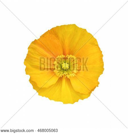 Yellow Poppy Flower Isolated On White Background. Flowers Isolated.