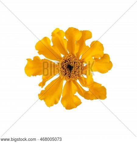 Beautiful Yellow Marigold Flower Isolated On White Background With Clipping Path