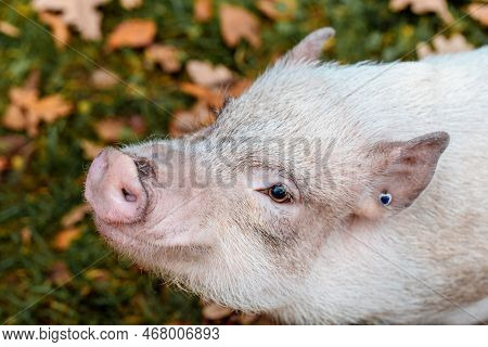 A White Mini Pig Sits In A Wicker Basket. Autumn Photo