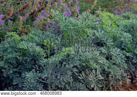 Ruta Graveolens. Ruta Is Growing In Rural Green Garden. Farming Background.