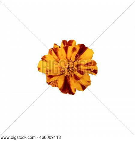 Beautiful Yellow Marigold Flower Isolated On White Background With Clipping Path