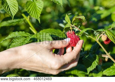 A Woman's Hand Picks A Raspberry From A Bush. Man Picks A Berry. Hand Picks A Berry