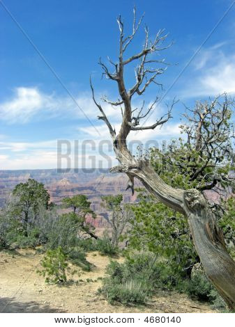 Albero nodoso Grand Canyon
