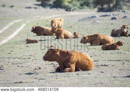 Bovine And Cow No A Farm At The Village Of Evoramonte In Alentejo In Portugal.  Portugal, Evoramonte