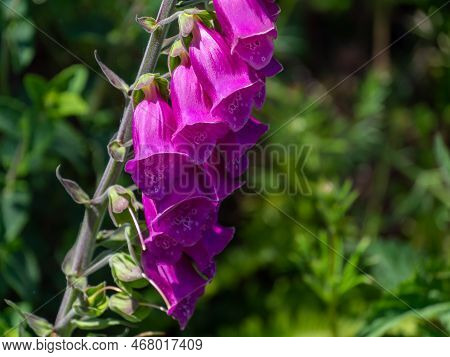 Inflorescence Of Foxglove Flowers. Beautiful Purple Flowers. Digitalis Is A Genus Of Herbaceous Pere