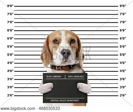 Arrested Beagle With Mugshot Board Against Height Chart. Fun Photo Of Criminal