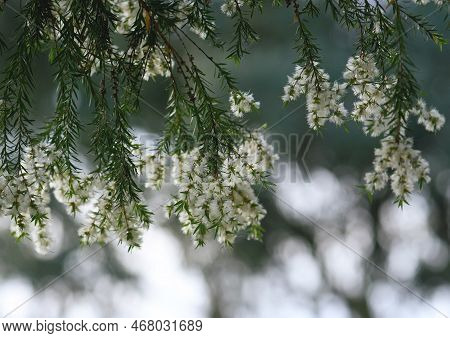Cream White Flowers Of An Australian Native Melaleuca Tea Tree, Family Myrtaceae. Endemic To Nsw. Al