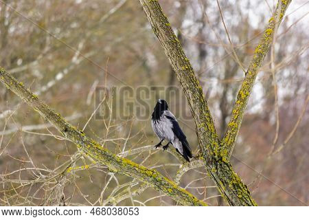 The Hooded Crow, Corvus Cornix, Also Called The Hoodie Or Hooded Crow, Is A Eurasian Bird Species In