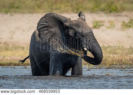 African Elephant Stands Washing Grass In Water