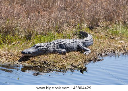 Uśmiechający się Gator