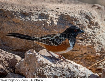 This Beautiful Male Spotted Towhee Perched Nicely On A Rock While Exploring A Watering Hole In A Tex