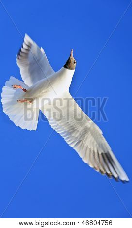 Seagull rika blå molnfri himmel