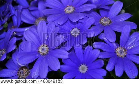 Swan River Daisy Or Compositae Also Known As Dainty Blue Flowers, Potted Blue Pericallis, In The Spr