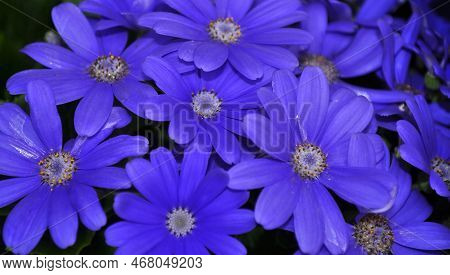 Swan River Daisy Or Compositae Also Known As Dainty Blue Flowers, Potted Blue Pericallis, In The Spr