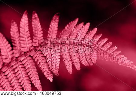 Closeup Shot Of Fern Leaf. Fern Leaves With Water Drops Close Up. Natural Fern Leaf On Dark Backdrop