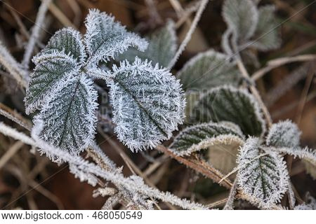 Beautiful Close Up Landscape Image Of Frozen Foliage Covered In Hoarfrost A Dawn In English Countrys
