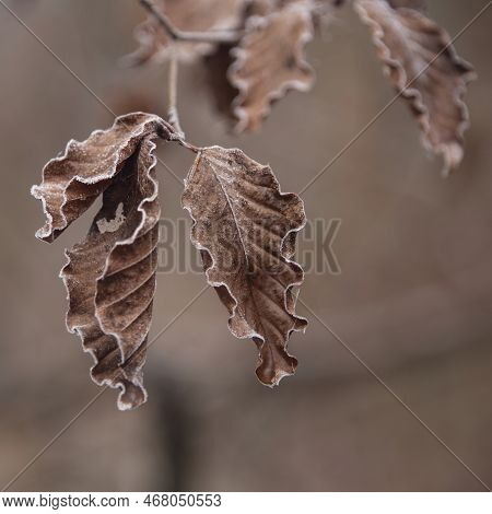 Beautiful Close Up Landscape Image Of Frozen Foliage Covered In Hoarfrost A Dawn In English Countrys