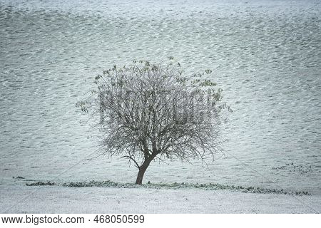 Beautiful Wintry Landscape Image Of Forest In English Countryside Covered In Hoarfrost