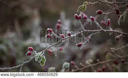 Beautiful Close Up Landscape Image Of Frozen Foliage Covered In Hoarfrost A Dawn In English Countrys