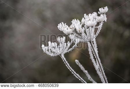 Beautiful Close Up Landscape Image Of Frozen Foliage Covered In Hoarfrost A Dawn In English Countrys
