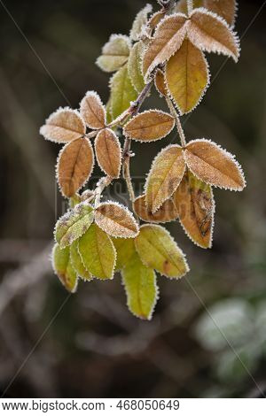 Beautiful Close Up Landscape Image Of Frozen Foliage Covered In Hoarfrost A Dawn In English Countrys
