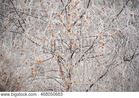 Beautiful Close Up Landscape Image Of Frozen Foliage Covered In Hoarfrost A Dawn In English Countrys