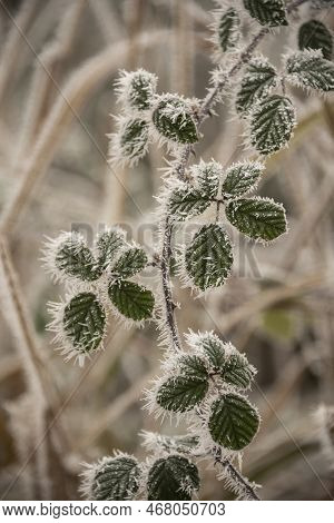 Beautiful Close Up Landscape Image Of Frozen Foliage Covered In Hoarfrost A Dawn In English Countrys