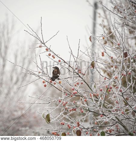 Beautiful Winter Landscape Image Of Blackbird Eating Berries In Tree Covered In Hoarfrost At Dawn