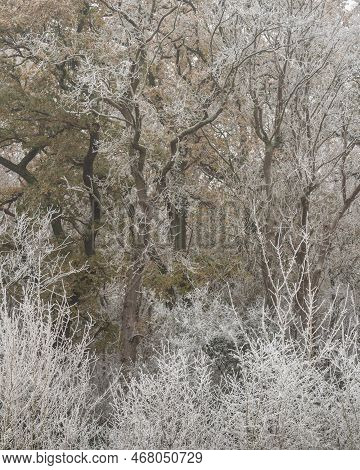 Beautiful Wintry Landscape Image Of Forest In English Countryside Covered In Hoarfrost