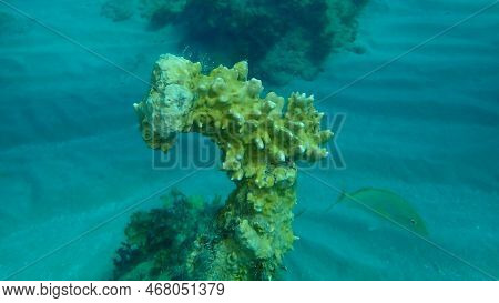 Fire Coral Or Branching Fire Coral (millepora Alcicornis) Covering An Old Anchor Undersea, Atlantic 