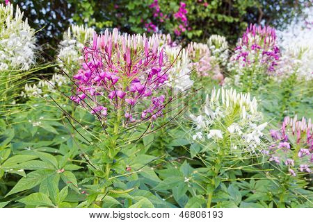 Cleome Spinosa.
