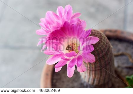 Horizontal Close Up Of Big Pink Blooming Flowers Of Cactus Echinocereus Rigidissimus.