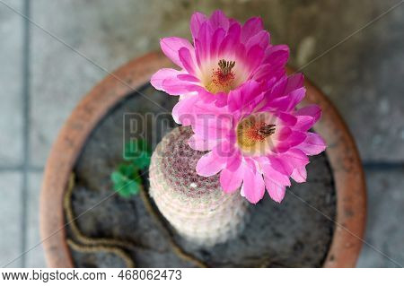 Horizontal Overhead Shot Of Big Pink Blooming Flowers Of Cactus Echinocereus Rigidissimus.