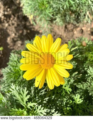 Close-up Of A Yellow Marguerite Daisy (argyranthemum) Flower In The Gardan