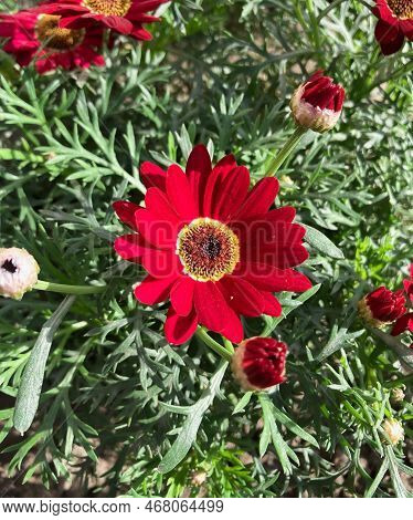 Close-up Of A Red Marguerite Daisy (argyranthemum) Flower In The Gardan