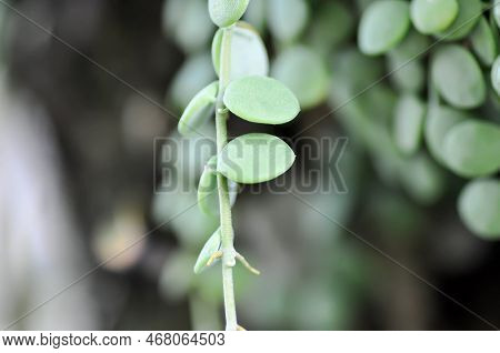 Dischidia Nummularia Variegata, Dischidia Nummularia Variegatege Plant