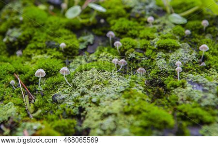 Little Mushroom Growing Between Navelworts On Wet Green Tree Bark. Closeup